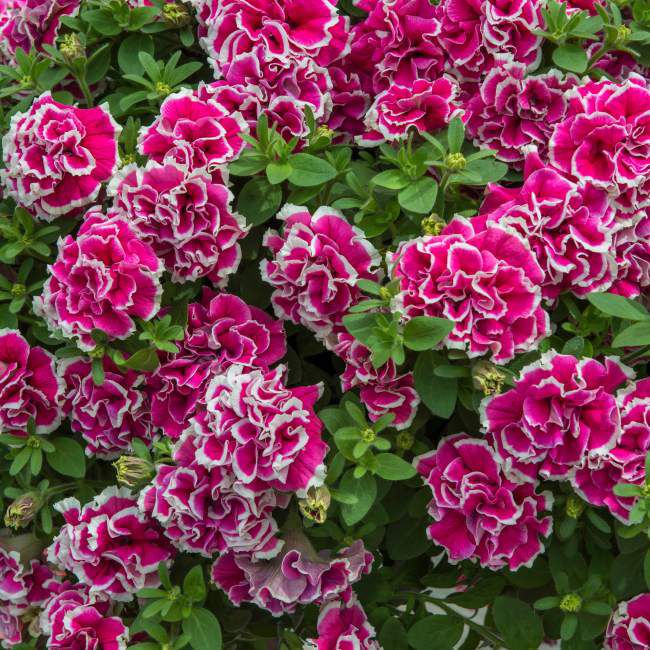 Petunia Tumbeliena Anna 13 cm
