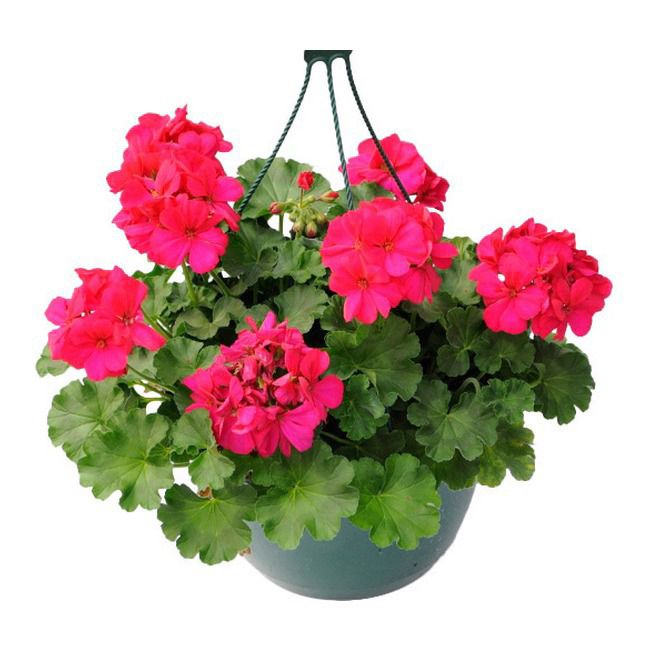 Pelargonia kosz