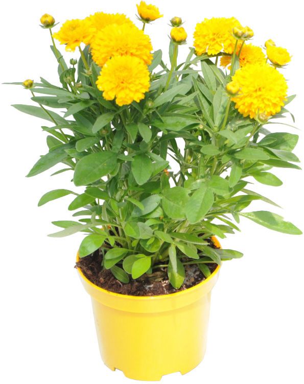 Nachyłek Coreopsis D17