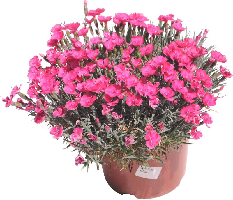 Dianthus goździk doniczka 17 cm