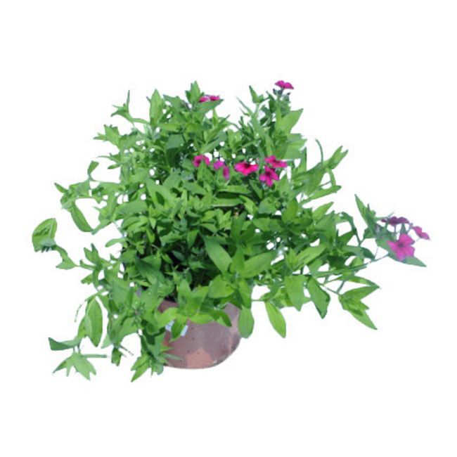 Phlox doniczka 17 cm