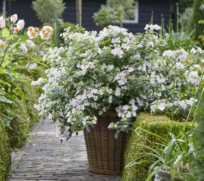 Hortensja Runaway Bride
