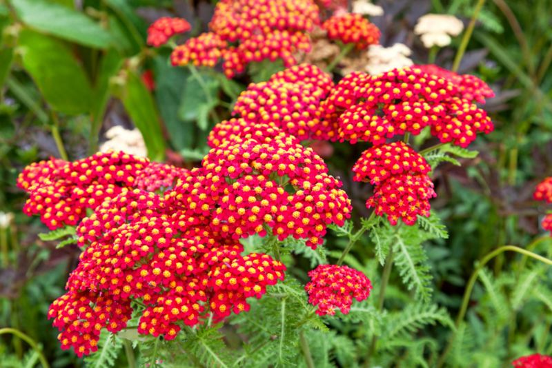 Krwawnik Paprika