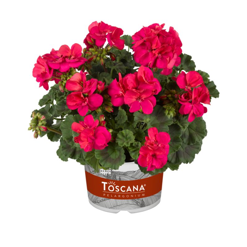 Pelargonia Zonale Neon Rassberry Pink 13 cm