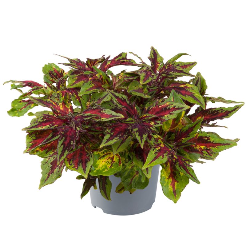 Coleus 11 cm 1 sztuka