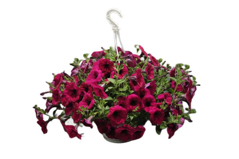 Petunia Hybrida Ampel 23 cm