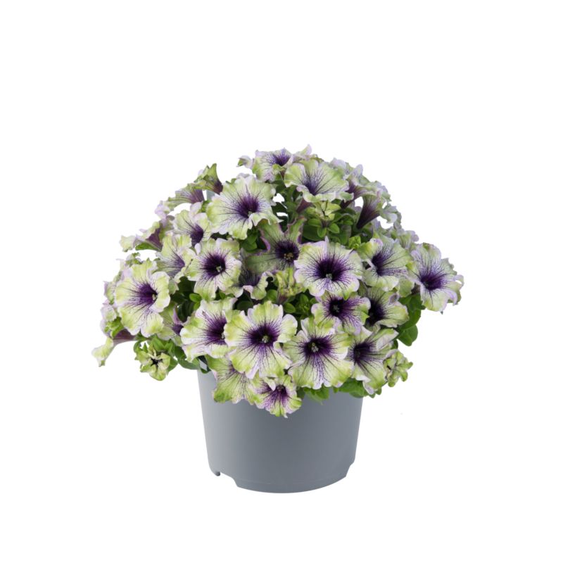 Petunia Amason 13 cm