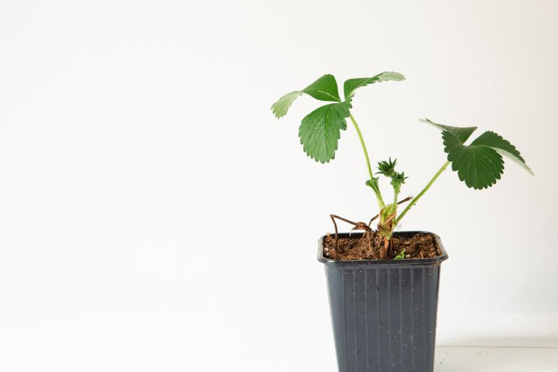 Poziomka sadzonka 9 cm