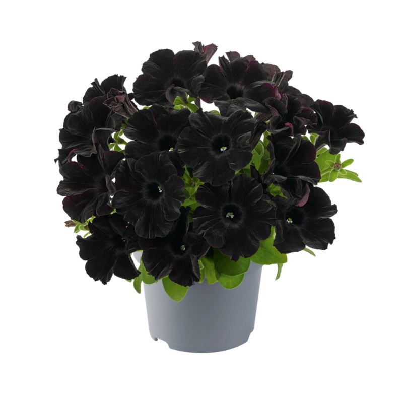 Petunia czarna 13 cm