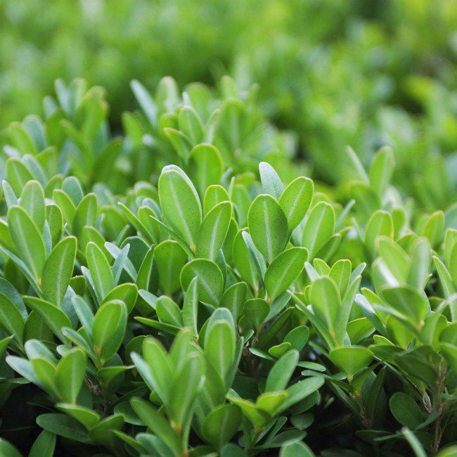 Bukszpan wieczniezielony (Buxus sempervirens) 3L 25-35 cm