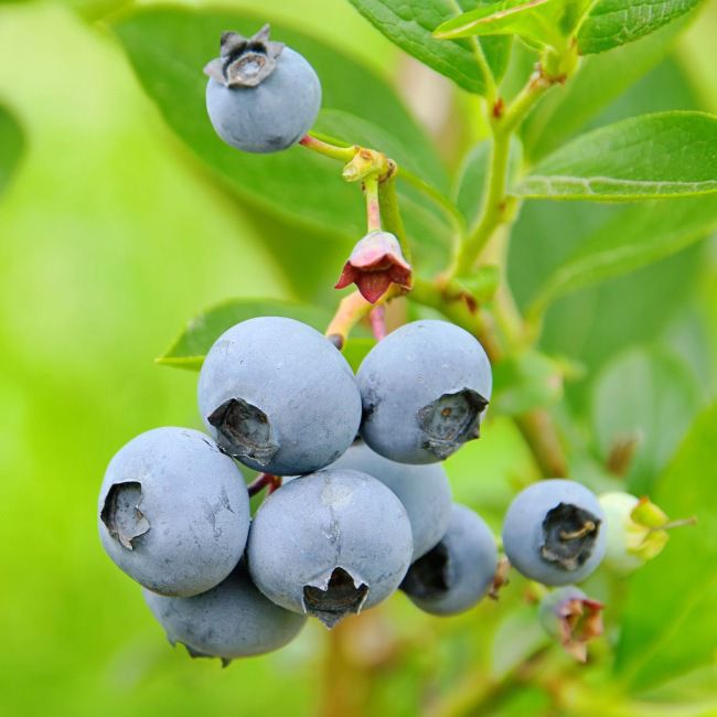 Borówka amerykańska (Vaccinium corymbosum) C5
