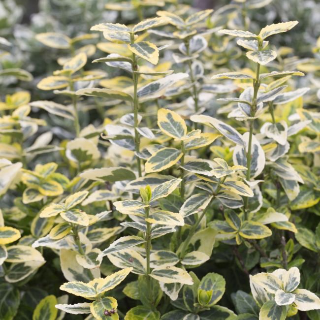 Trzmielina (Euonymus) w odmianach 2L