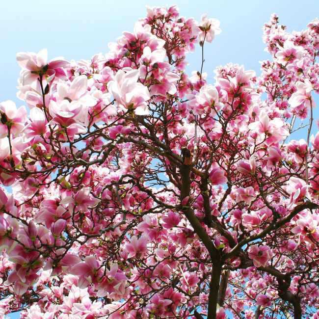 Magnolia w odmianach C3L