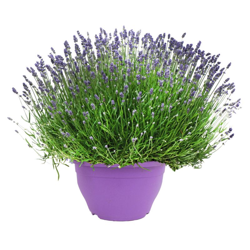 Lawenda wąskolistna Essence Purple doniczka 32 cm