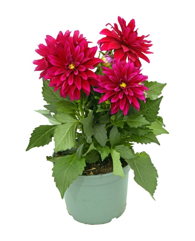 Dalia mix 19 cm