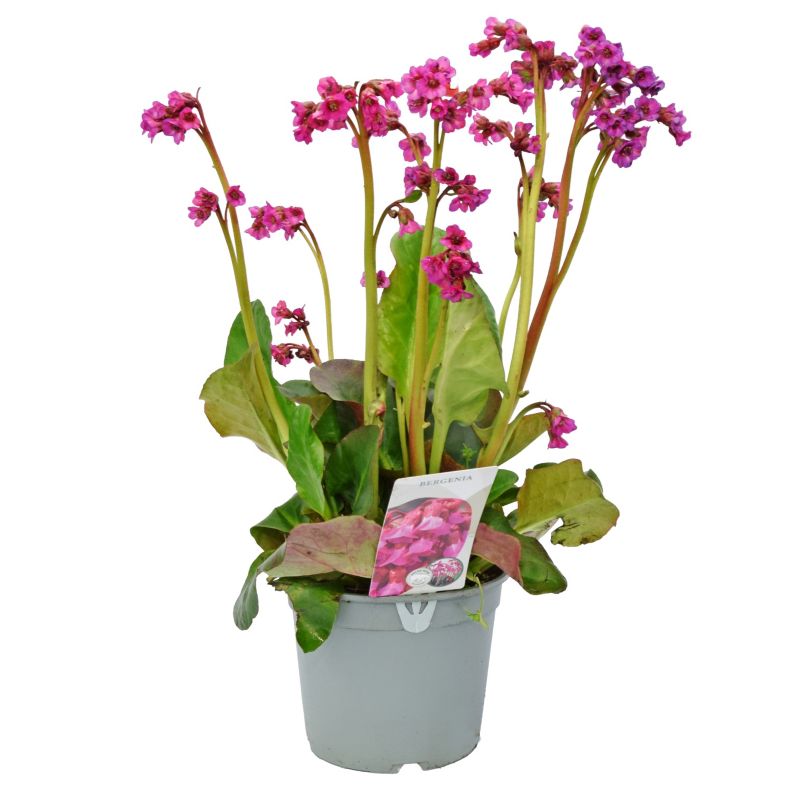 Bergenia mix 17 cm