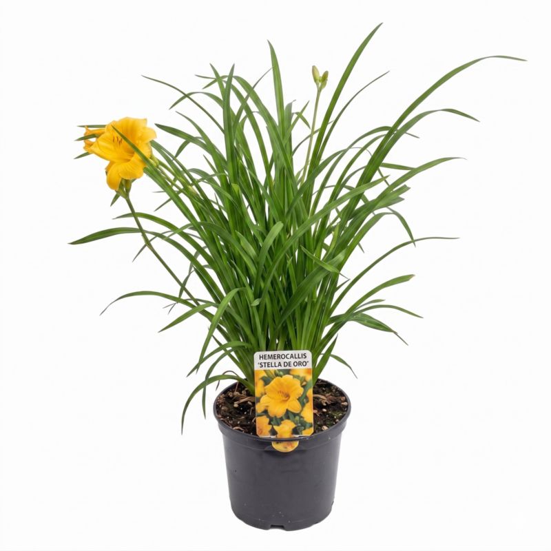 Liliowiec mix 17 cm