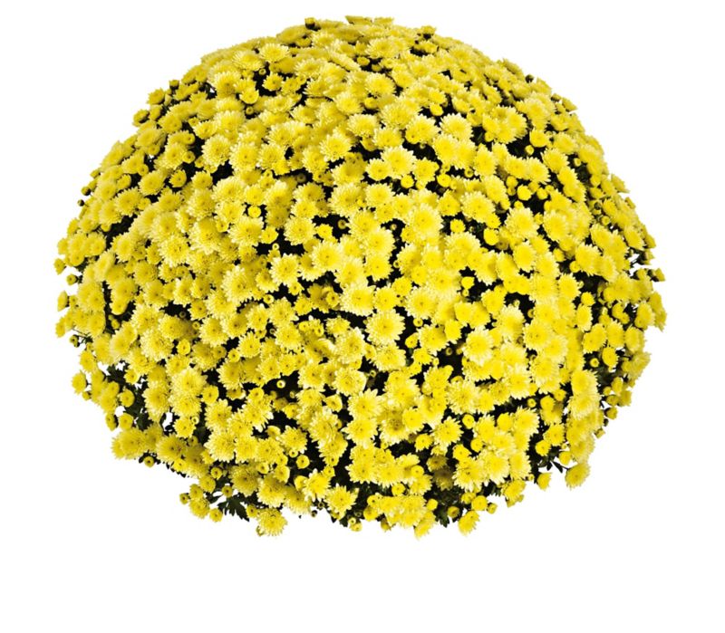 Chryzantema drobnokwiatowa doniczka 21 cm mix 4