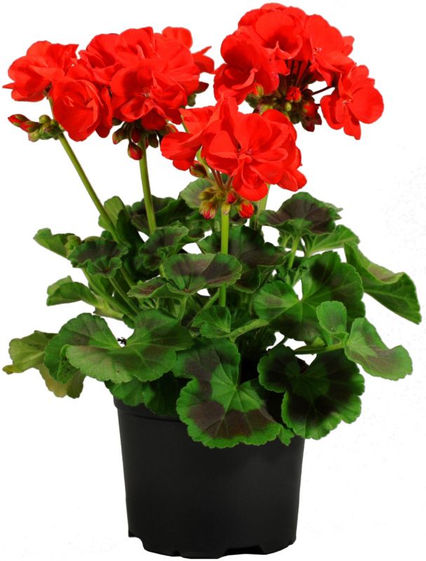 Pelargonia 13 cm