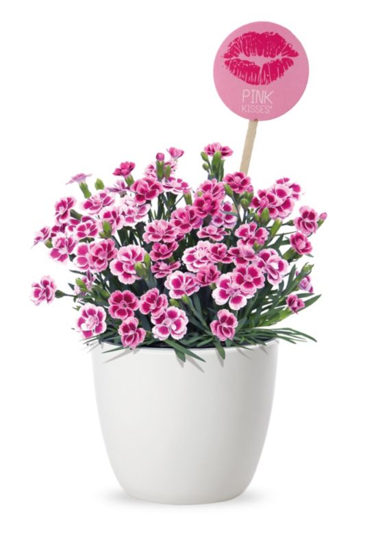 Goździk Pink Kisses 10,5 cm