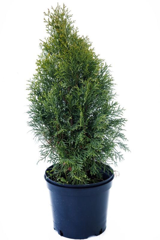 Thuja Smaragd 50-70 cm