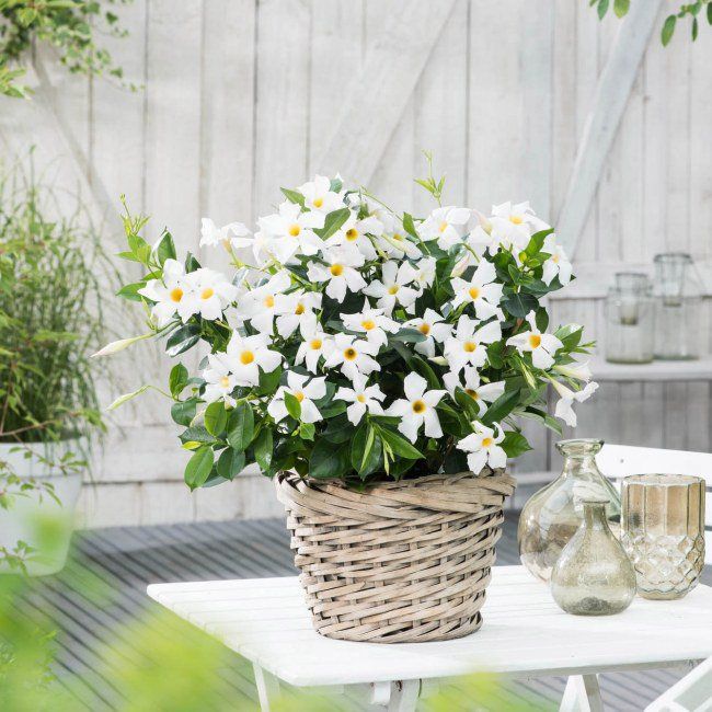 Sundaville Rio White 11 cm
