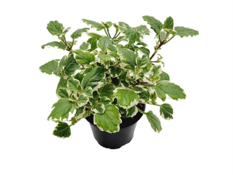 Plectranthus 13 cm