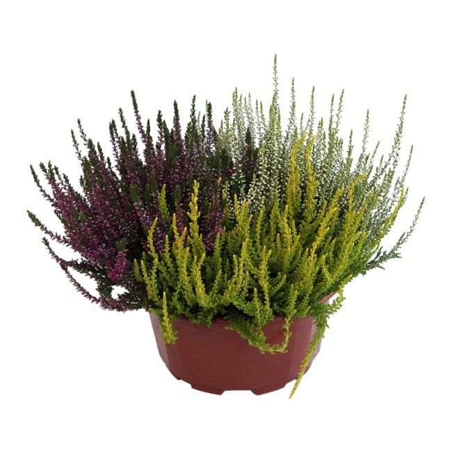 Calluna vulgaris Trio Girls C3