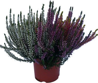 Wrzos Calluna Trio Girls P11