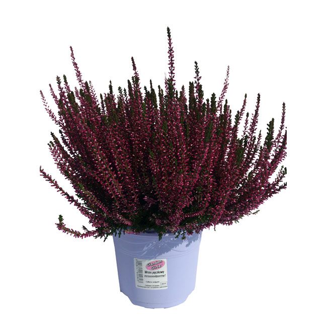 Calluna vulgaris Garden Girls C2
