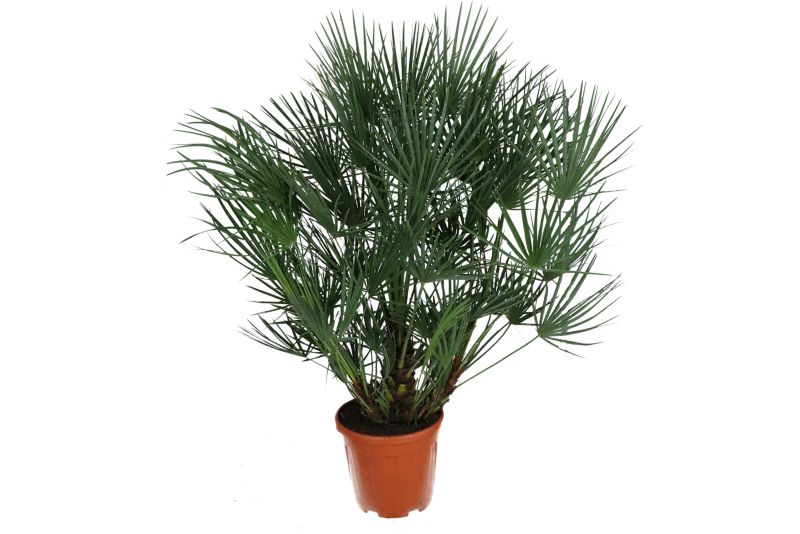Karłatka niska 80 - 100 cm