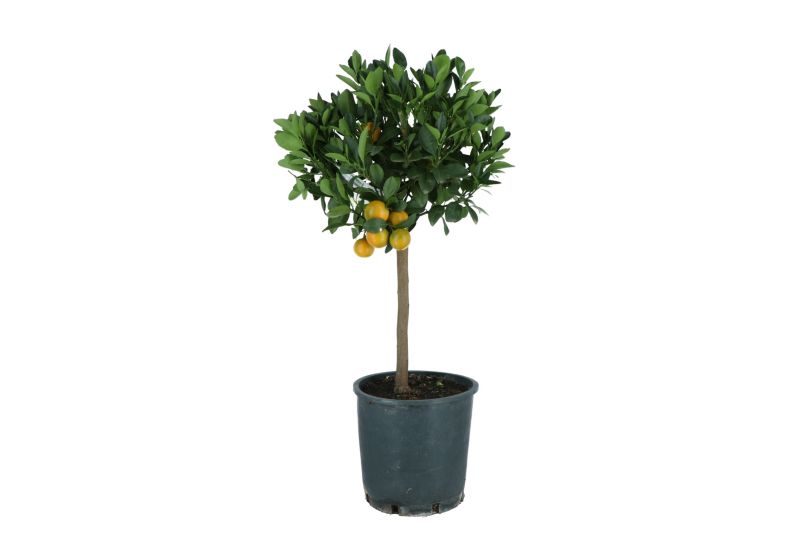 Cytrus Calamondin na pniu 20 cm wys. 70 cm