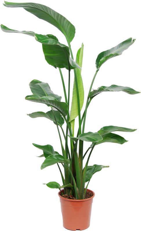 Strelicja biała 23 cm wys. 135 cm