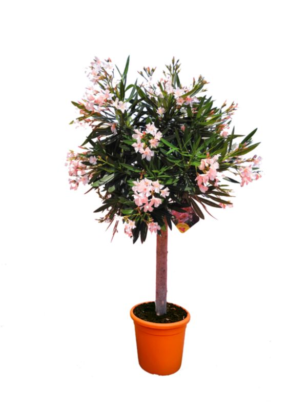 Oleander pospolity 26 cm wys. 100 cm
