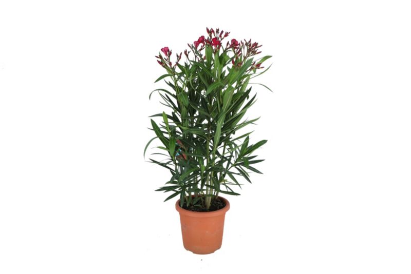 Oleander pospolity doniczka 20 cm wys. 50 cm
