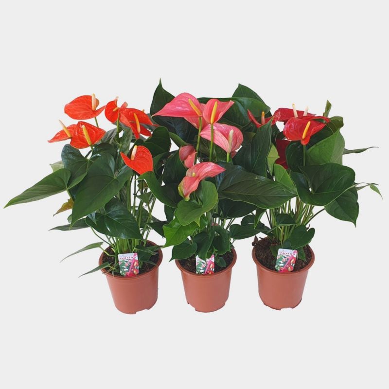 Fikus ginseng 17 cm