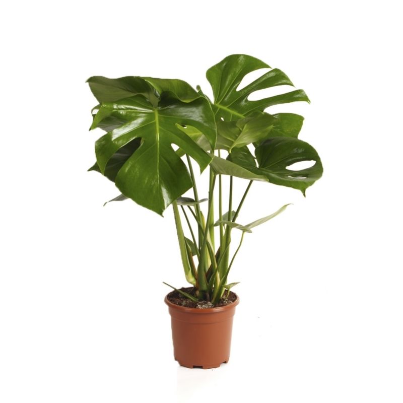 Monstera 19 cm