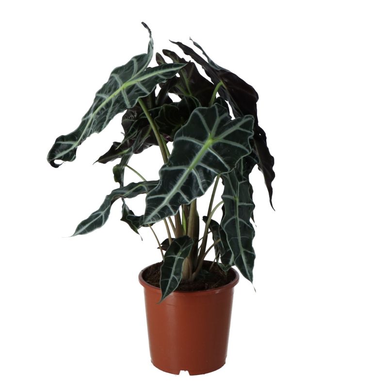 Alokazja polly 14 cm
