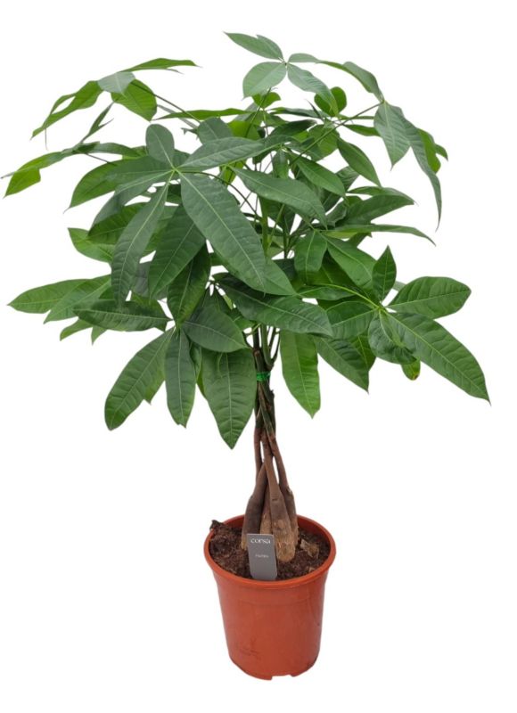 Pachira wodna 19 cm