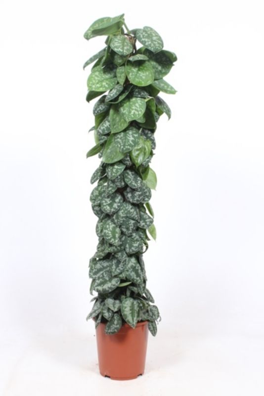 Scindapsus pstry 27 cm