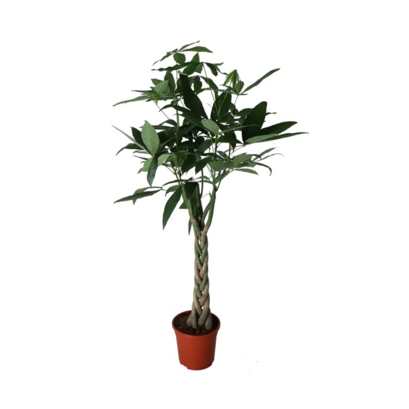 Pachira wodna 24 cm