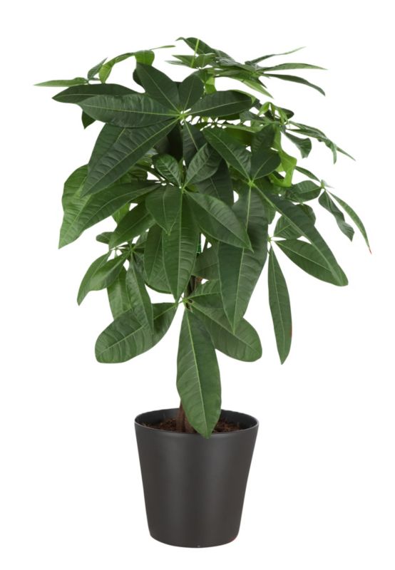 Pachira w ceramicznej donicy 17 cm