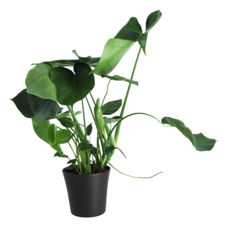 Monstera w ceramicznej donicy 17 cm