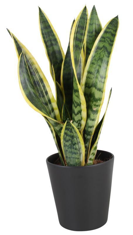 Sansevieria Laurentii w ceramicznej donicy 17 cm