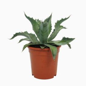 Agawa mix doniczka 17 cm wys. 25 cm