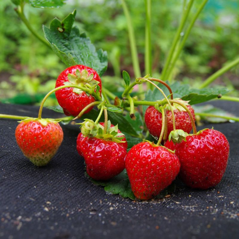 Agrotkanina antychwastowa Springos 50g/m2 1,6x10 m czarna 1 szt.
