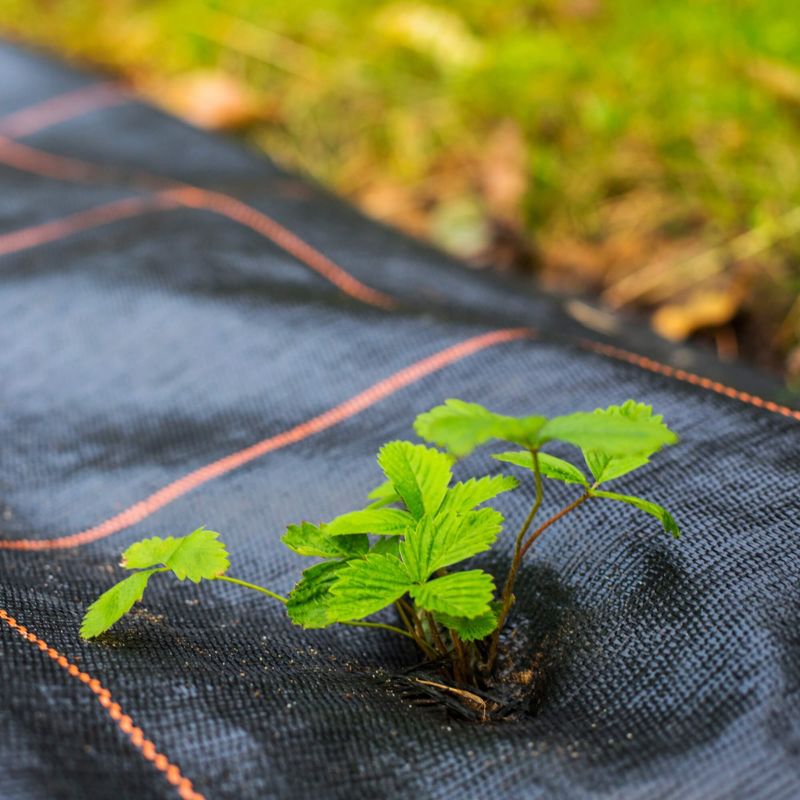 Agrotkanina antychwastowa Springos 90g/m2 czarna mata 0,8x50 m 1 szt.