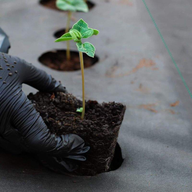 Agrotkanina antychwastowa Springos 90g/m2 czarna mata 3,2x10 m gruba 1 szt.