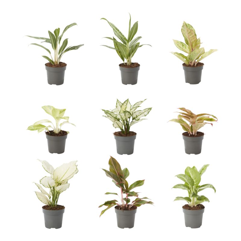 Alaonema 12 cm mix