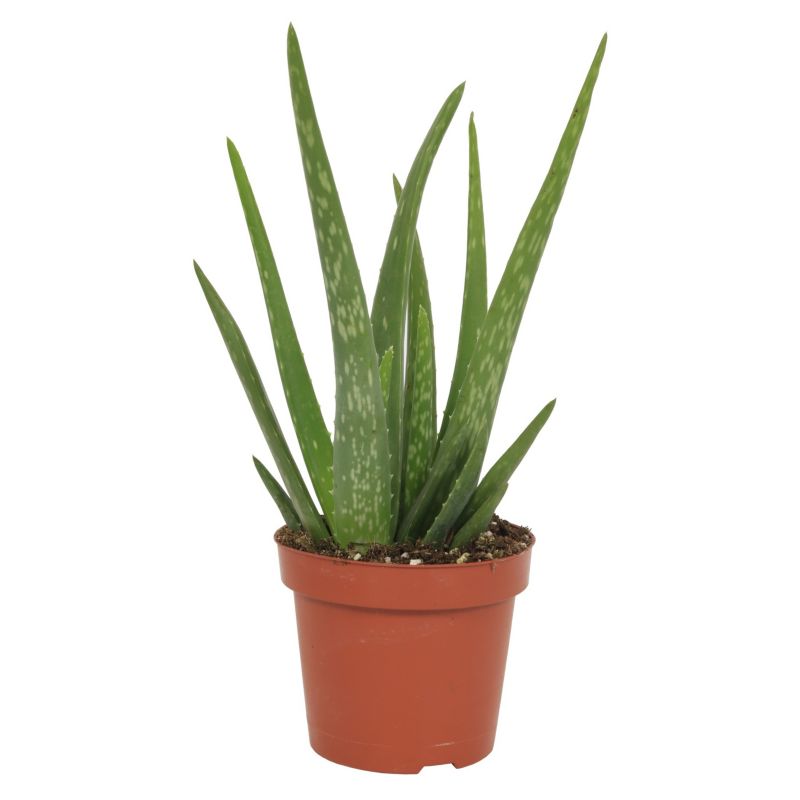 Aloes 12 cm